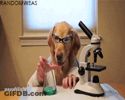 Dog In Glasses And Lab Coat Looking At Beaker Under Microscope GIF