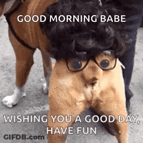 Dog In Glasses And Wig Wishing Good Day GIF