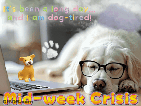 Dog In Glasses Laying Before Laptop Mid-Week Crisis GIF