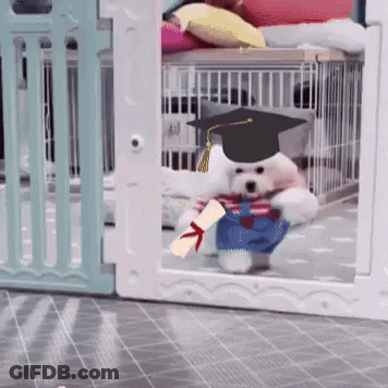 Dog In Graduation Cap And Gown Holding Diploma GIF
