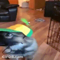 Dog In Green And Yellow Hat Looking At Camera GIF