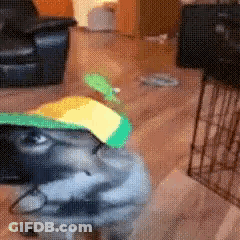 Dog In Green And Yellow Hat Sitting GIF