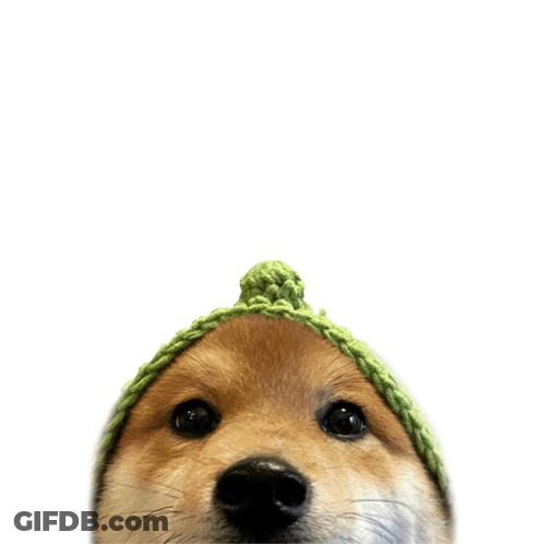 Dog In Green Hat Looking Up At Three Question Marks GIF