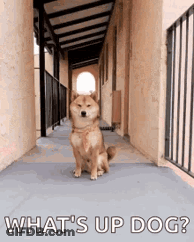 Dog In Hallway With What's Up Dog GIF