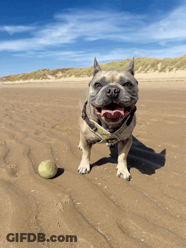 Dog In Harness Saying French Bulldog On Beach GIF
