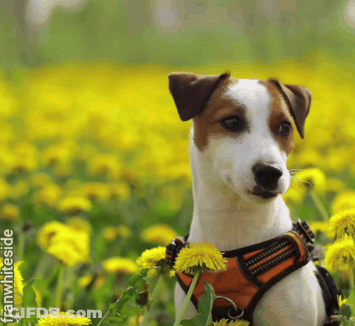 Dog In Harness Sitting In Yellow Dandelions GIF