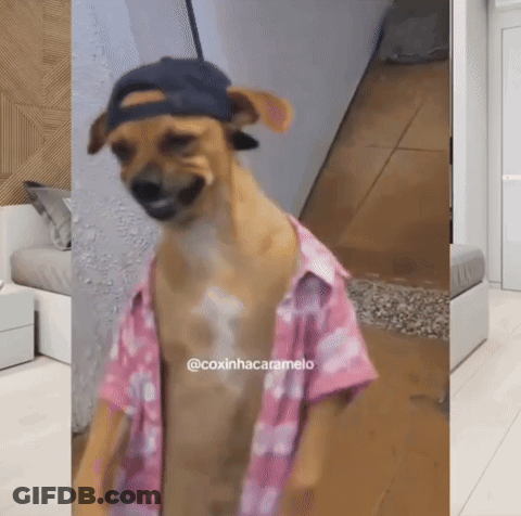 Dog In Hat And Pink Shirt GIF