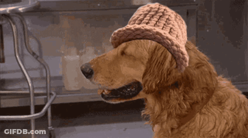 Dog In Hat Chewing Toilet Paper GIF