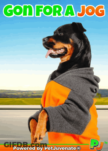 Dog In Hoodie Gon For A Jog GIF