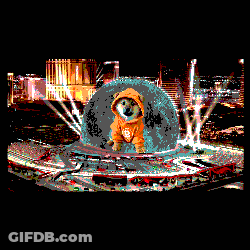Dog In Hoodie With Letter D Before City GIF