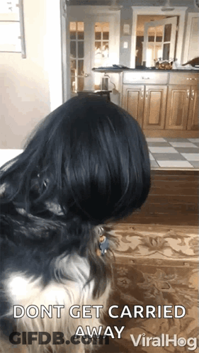 Dog In Kitchen Saying Dont Get Carried Away GIF