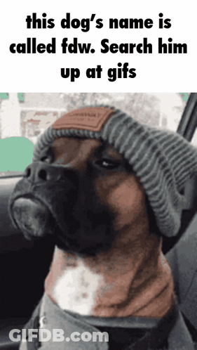 Dog In Knitted Hat And Scarf Sitting In Car GIF