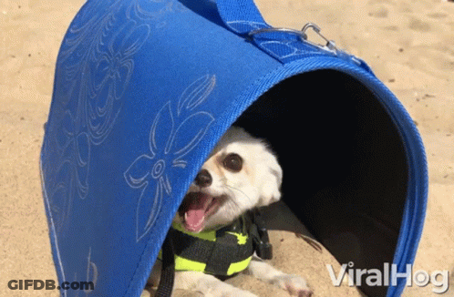 Dog In Life Jacket Laying In Viralhog Bag GIF