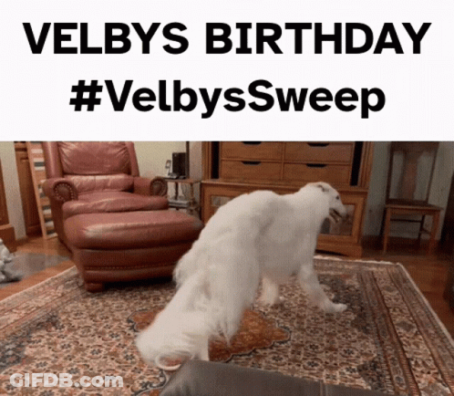 Dog In Living Room For Velby's Birthday GIF