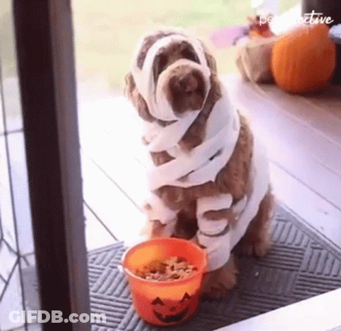 Dog In Mummy Costume With Bowl Of Treats GIF