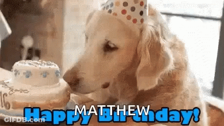 Dog In Party Hat Sniffing Birthday Cake Saying Happy Birthday GIF