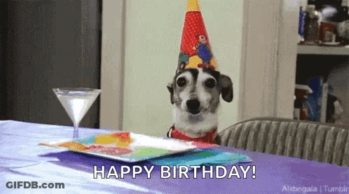 Dog In Party Hat With Martini And Plate GIF