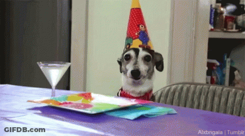 Dog In Party Hat With Plates And Martini Glass GIF