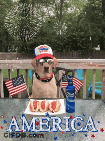 Dog In Patriotic Hat With Bud Light Bottle GIF