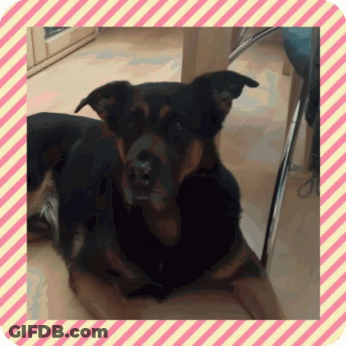 Dog In Pink And White Frame GIF