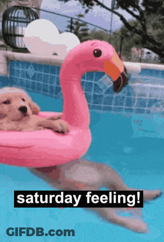 Dog In Pink Flamingo Float In Pool GIF