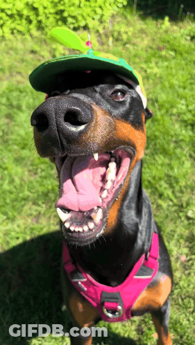 Dog In Pink Harness And Green Propeller Hat GIF