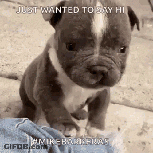 Dog In Pink Hat Lying By Plate Of Food GIF