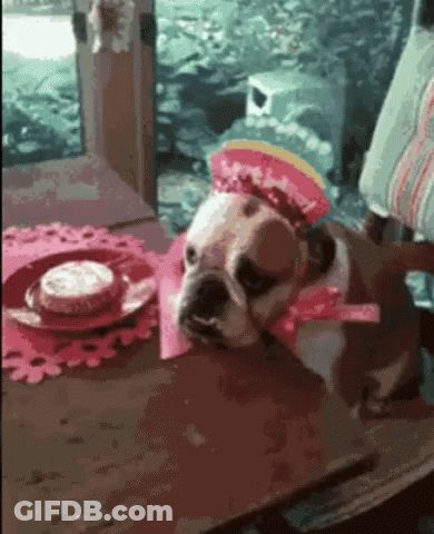 Dog In Pink Hat Lying By Plate Of Food GIF