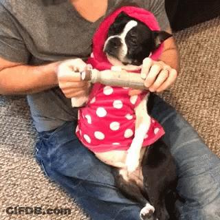 Dog In Pink Polka Dot Shirt Being Brushed GIF
