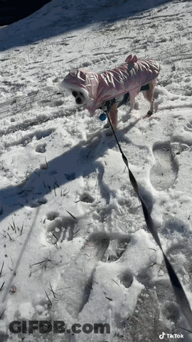 Dog In Pink Raincoat Walking In Snow GIF