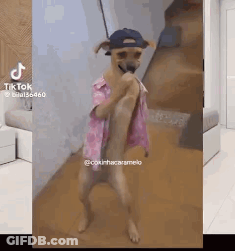 Dog In Pink Shirt And Hat Dancing GIF