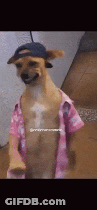 Dog In Pink Shirt And Hat GIF