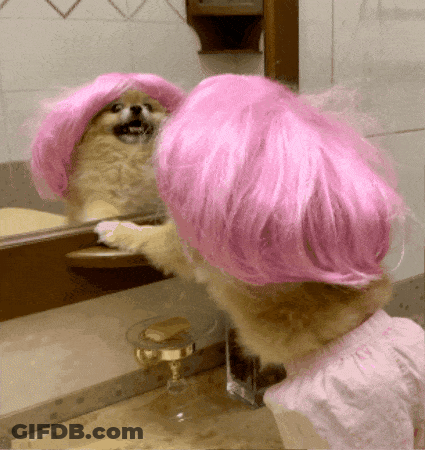 Dog In Pink Wig Looking In Mirror GIF
