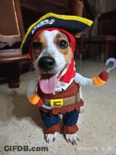 Dog In Pirate Costume With Hook GIF
