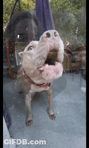 Dog In Red Collar Sticking Head Through Glass GIF