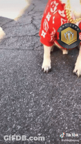 Dog In Red Shirt Saying Bay Zero GIF