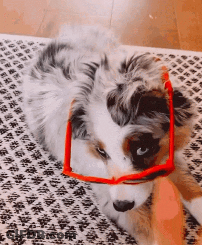 Dog In Red Sunglasses Lying On Rug GIF