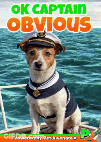 Dog In Sailor Outfit Ok Captain Obvious GIF