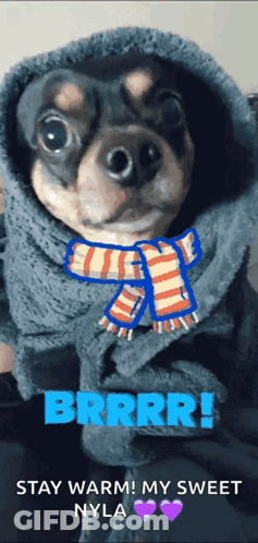 Dog In Scarf And Blanket Brrrr Stay Warm My Sweet Nyla GIF