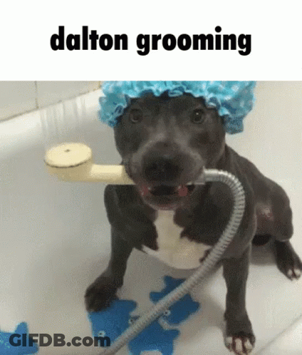 Dog In Shower Cap Taking Bath GIF
