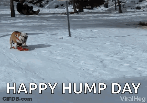 Dog In Snow Saying Happy Hump Day GIF