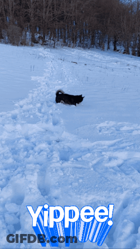 Dog In Snow Saying Yippee GIF