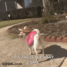 Dog In Sombrero And Backpack Walking On Sidewalk GIF
