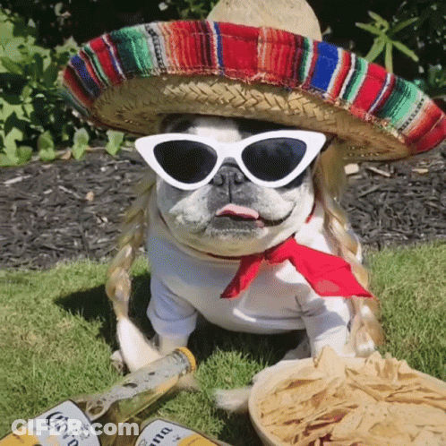 Dog In Sombrero And Sunglasses Next To Corona GIF