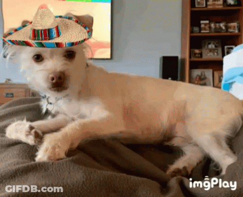 Dog In Sombrero Lying On Blanket GIF