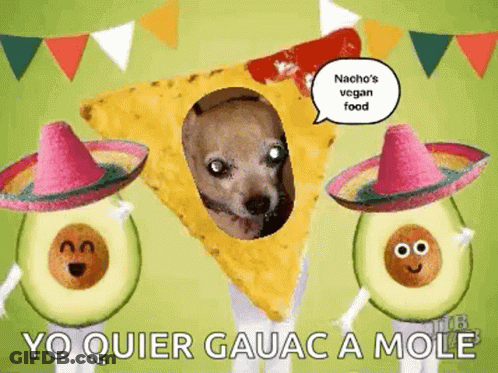 Dog In Sombrero Next To Tortilla Chip And Avocado GIF