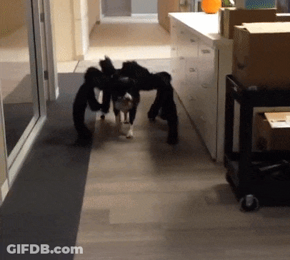 Dog In Spider Costume Walking Down Hallway GIF