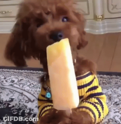 Dog In Striped Shirt Eating Popsicle GIF