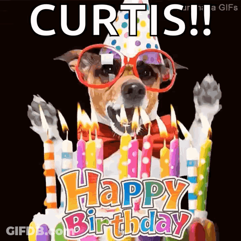 Dog In Sunglasses And Birthday Hat With Cake GIF
