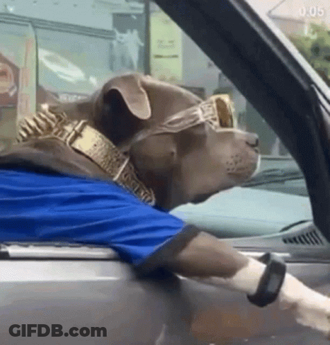 Dog In Sunglasses And Blue Shirt Driving Car GIF